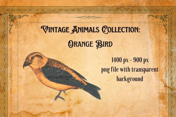 Charming Vintage Orange Bird Illustration for Creative Projects