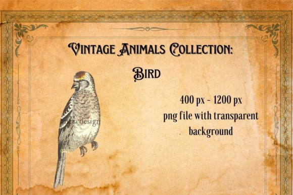Timeless Appeal: Using Vintage Bird Illustration in Modern Design