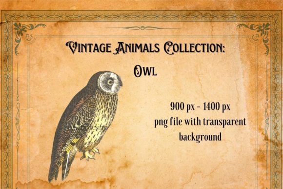Timeless Charm: The Power of Vintage Owl Illustration in Modern Design