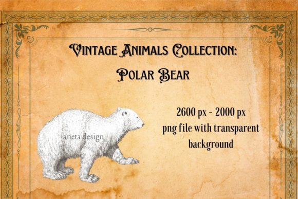 Timeless Charm: The Vintage Polar Bear Illustration