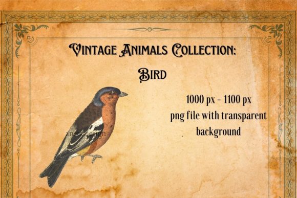 Timeless Charm: Using a Vintage Red Bird Illustration in Modern Design