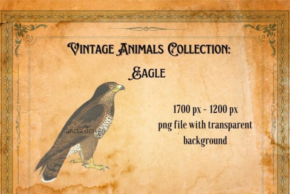 Vintage Eagle Illustration: A Timeless Design Asset