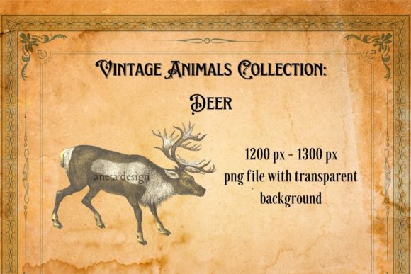 Vintage Illustration of Deer: Timeless Charm for Modern Design