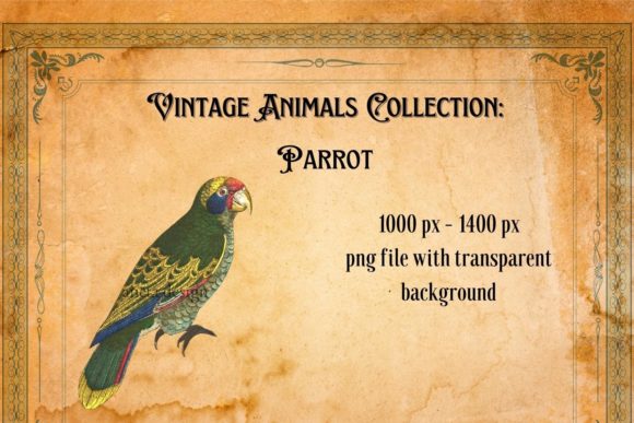 Vintage Parrot Illustration: A Timeless Design Asset