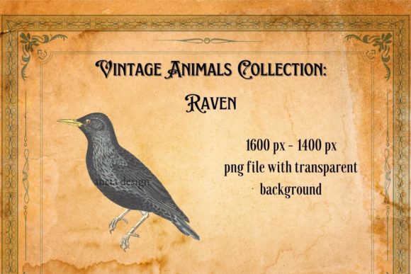 Vintage Raven Illustration: A Timeless Design Asset