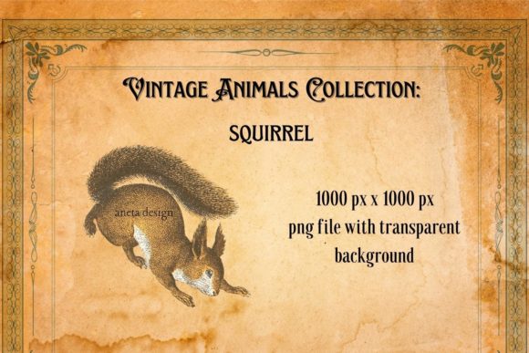 Vintage Squirrel Illustration: Elevating Modern Design